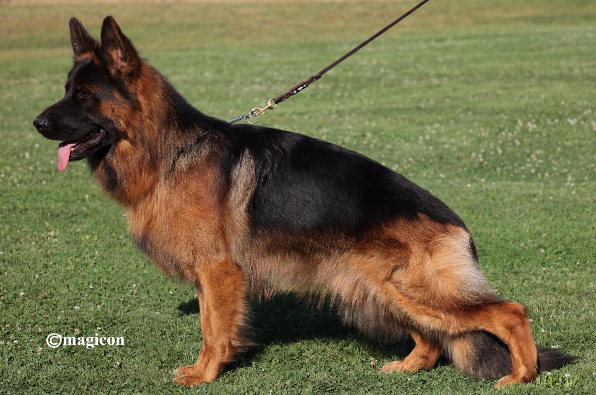 Hector Team Perfect Kennel